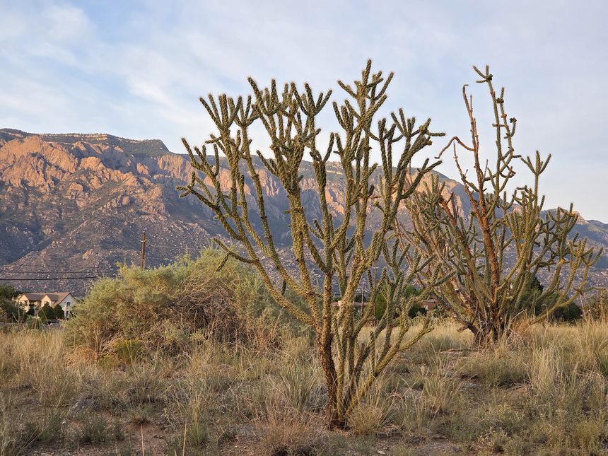 Cholla in the foreground with the Sandia Mountains lit gold behind