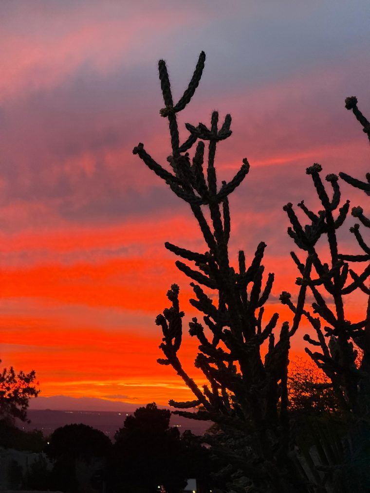 Cholla cactus silhouetted against an orange and pink desert sunset